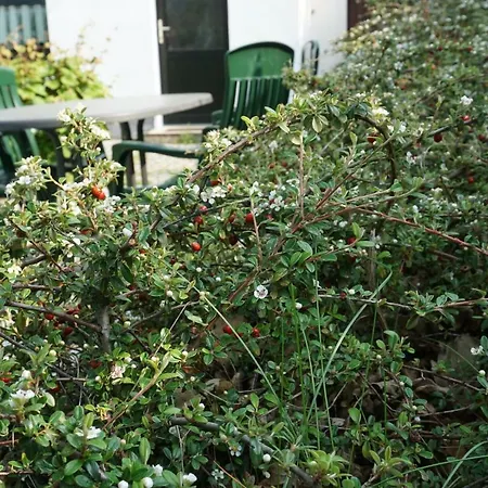 Czornebohblick * Kubschutz